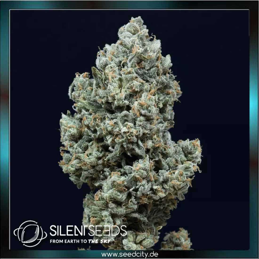 Silent Seeds - CRITICAL + 2.0  - Automatic