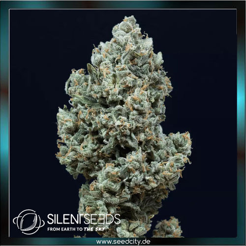 Silent Seeds - CRITICAL + 2.0  - Automatic - Seedcity.de
