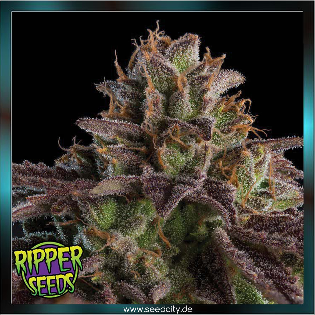 Ripper Seeds - K-MINTZ - feminized