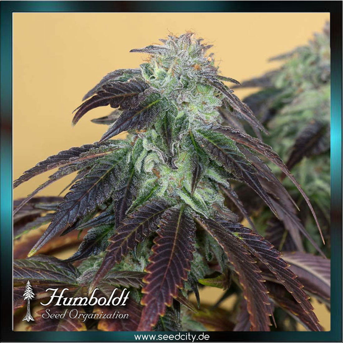 Humboldt Seeds - OG KUSH - feminized