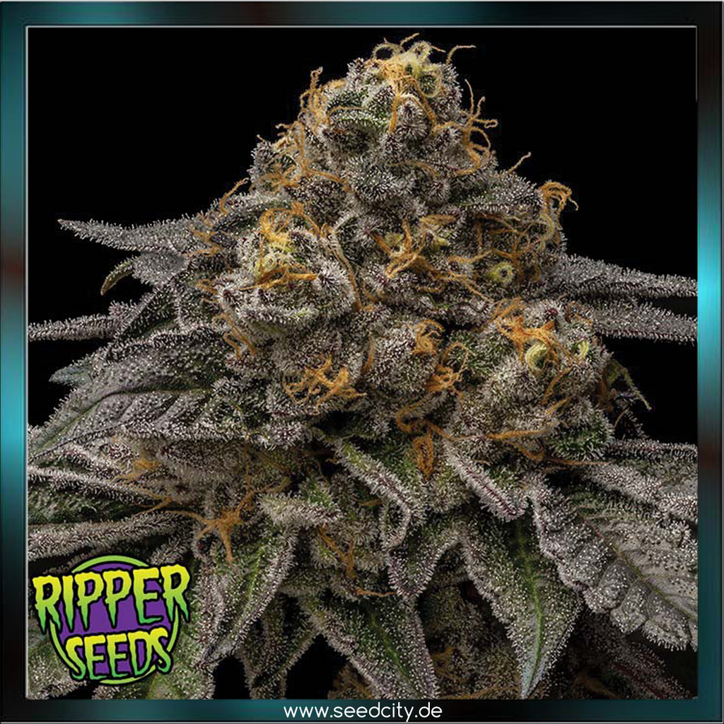 Ripper Seeds - BREAKPAD BREATH - feminized