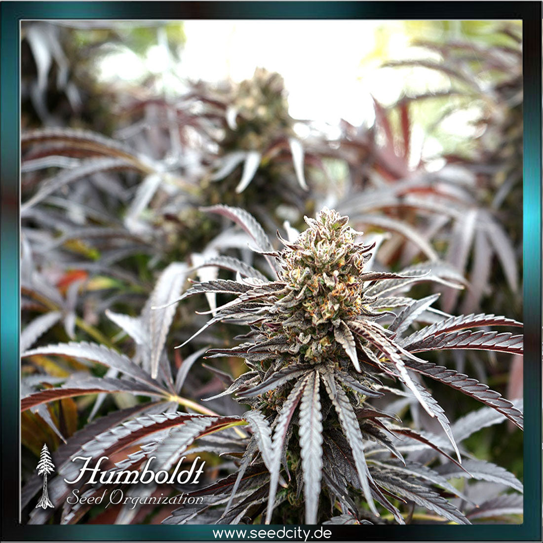 Humboldt Seeds - GHOST OF NYC - feminized