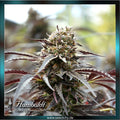 Humboldt Seeds - WHITE RUNTZ Fast Flowering - feminized