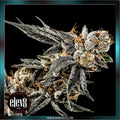 Elev8 Seeds - GELATO PUNCH - feminized