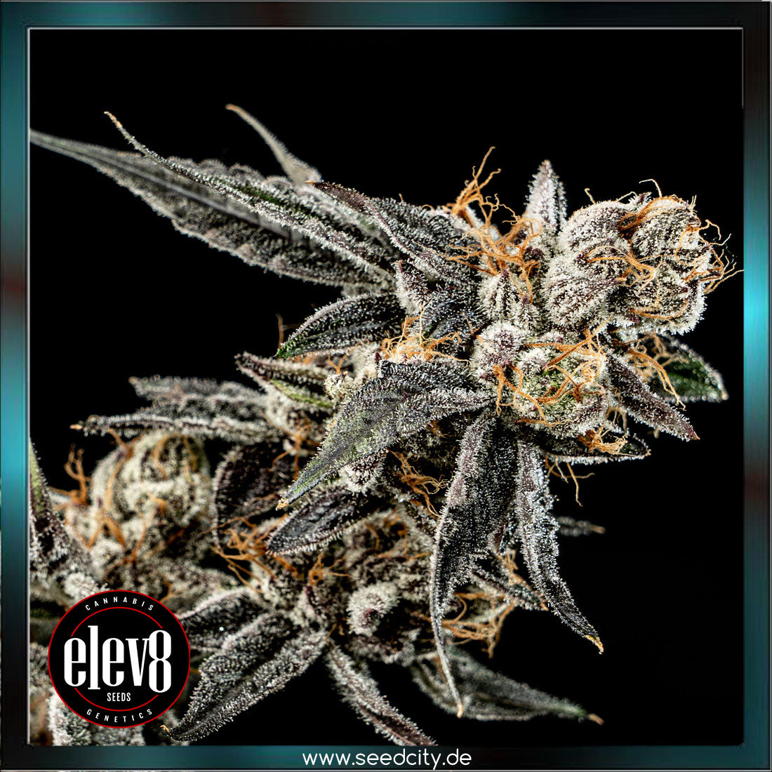 Elev8 Seeds - GELATO PUNCH - feminized