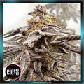 Elev8 Seeds - SOUR APPLE KISS - feminized