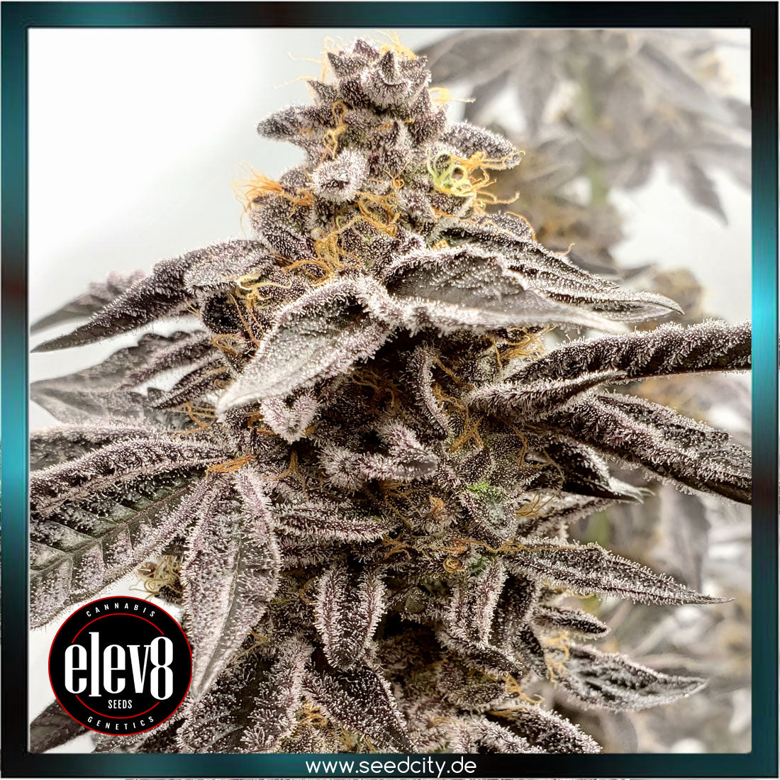 Elev8 Seeds - SOUR APPLE KISS - feminized