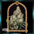Exotic Seed - ZKITTALICIOUS - feminized