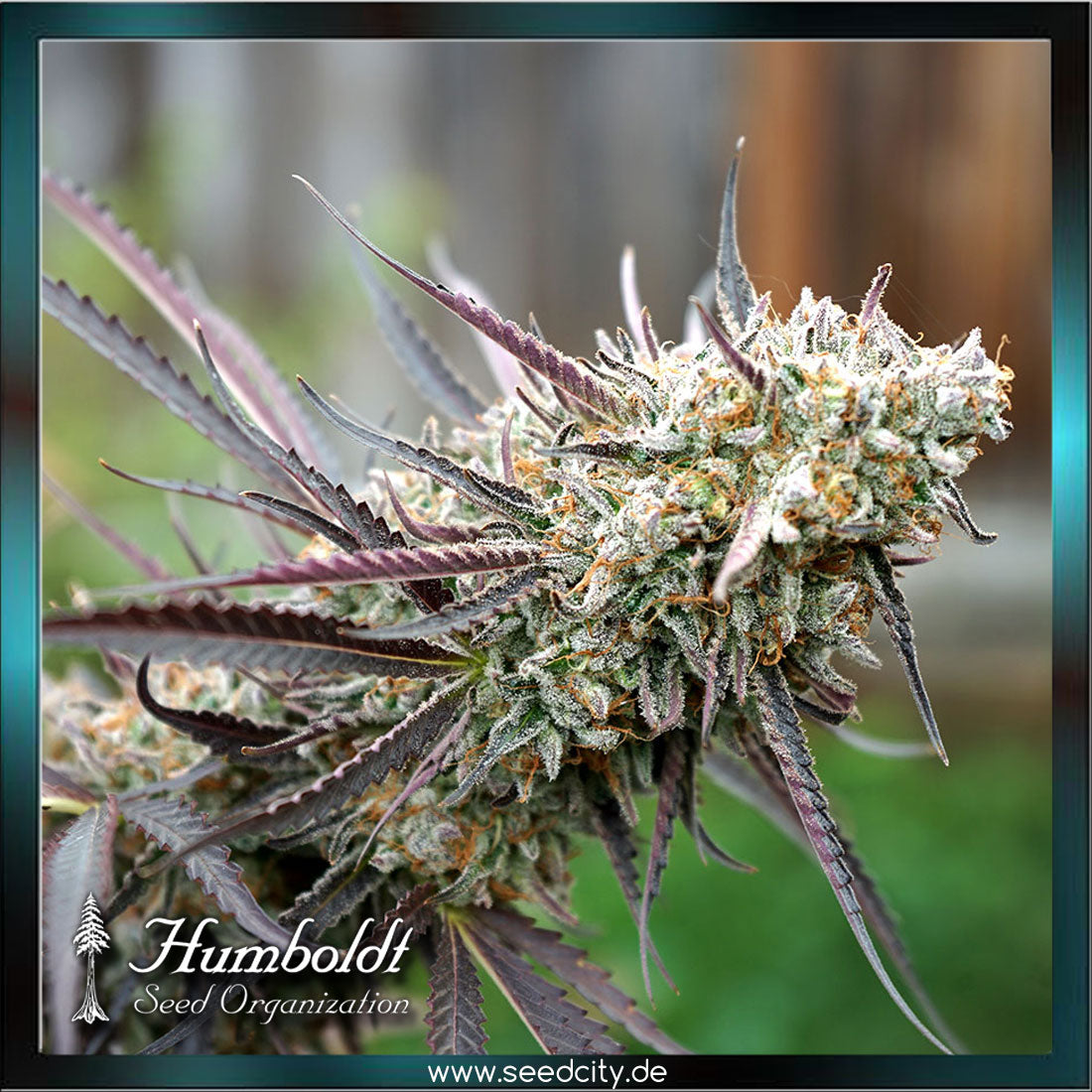 Humboldt Seeds - ICE CREAM CAKE Fast Flowering - feminized