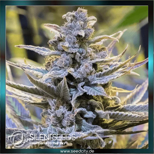 Silent Seeds - COOKIELATO - feminized - Seedcity.de