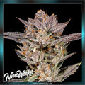 Nine Weeks Harvest - MYLAR MAGIC 2.0 - feminized