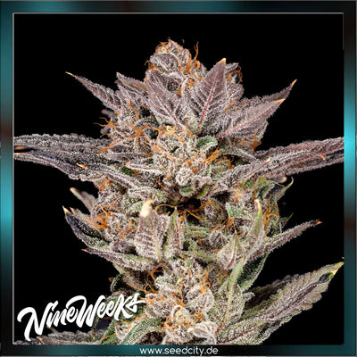 Nine Weeks Harvest - MYLAR MAGIC 2.0 - feminized