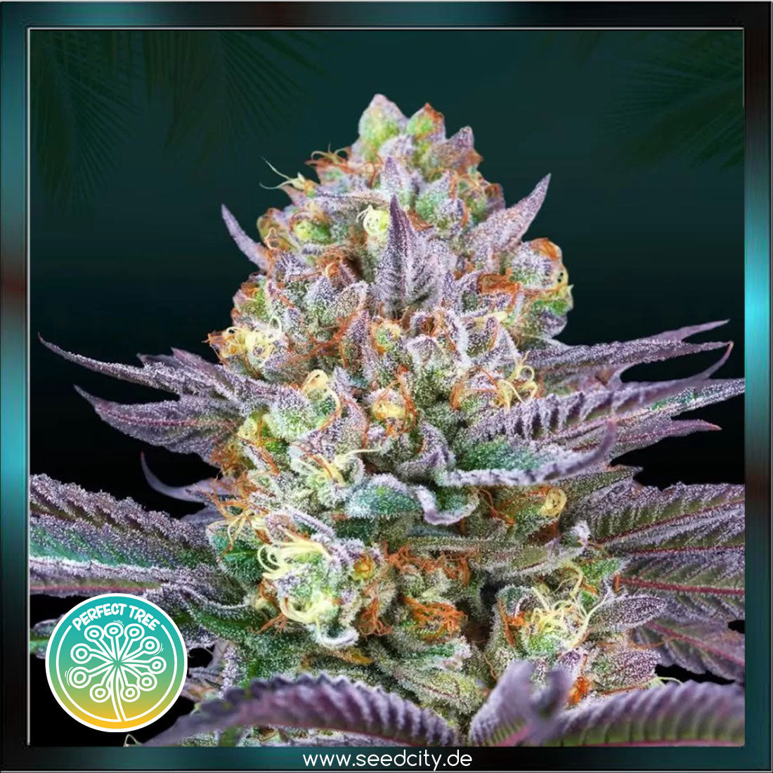 Perfect Tree - TROPIC'OZZ - feminized