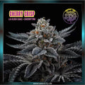 Perfect Tree - CHERRY CRISP - feminized
