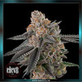 Elev8 Seeds - APPLES & BANANAS S1 - feminized