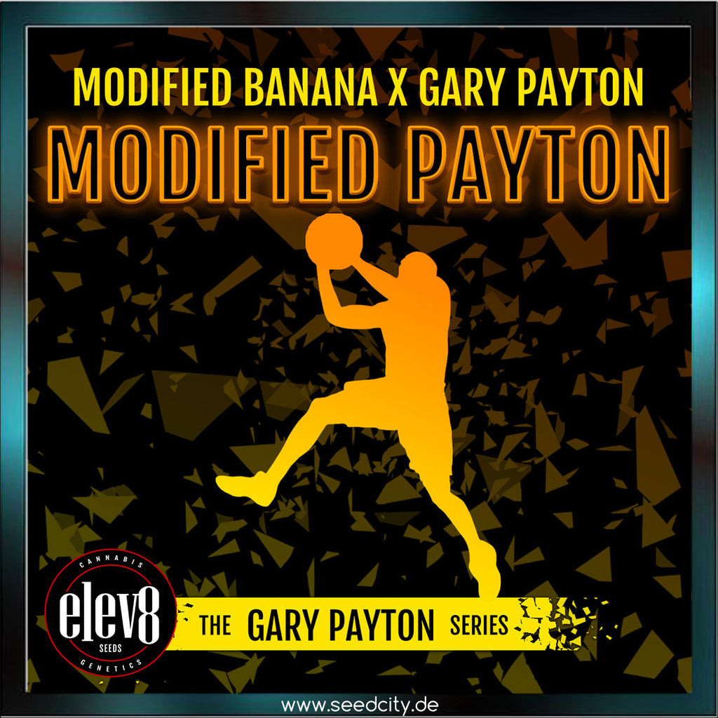 Elev8 Seeds - MODIFIED PAYTON - feminized