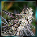 Humboldt Seeds - PEANUT BUTTER BREATH Fast Flowering - feminized
