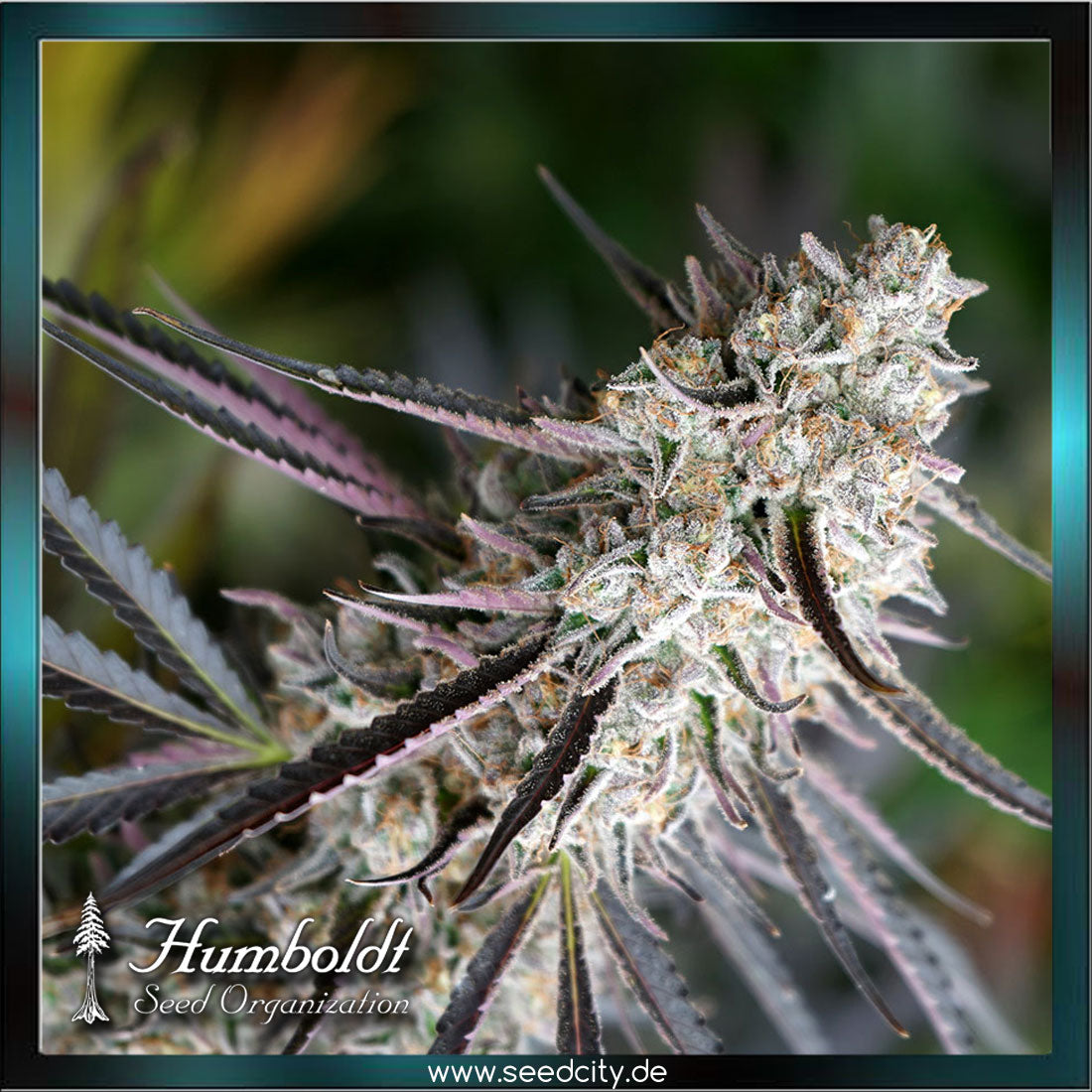 Humboldt Seeds - PEANUT BUTTER BREATH Fast Flowering - feminized