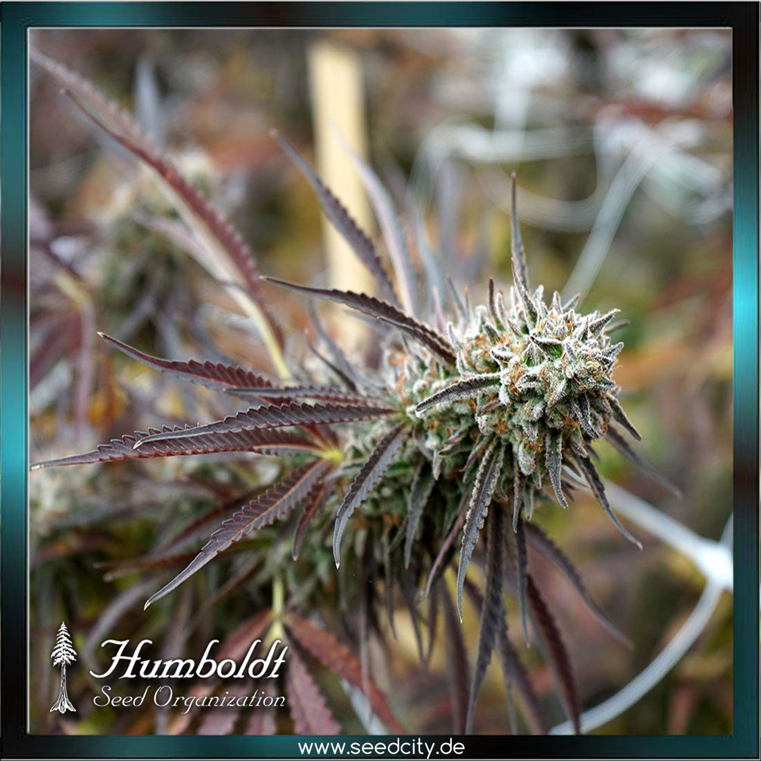 Humboldt Seeds - FLORIDA GASPACK - feminized