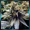 Humboldt Seeds - CHOCOLATE MINT OG 2.0 - feminized
