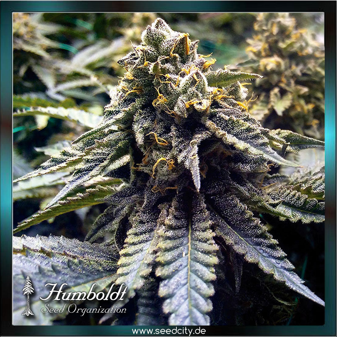 Humboldt Seeds - CHOCOLATE MINT OG 2.0 - feminized