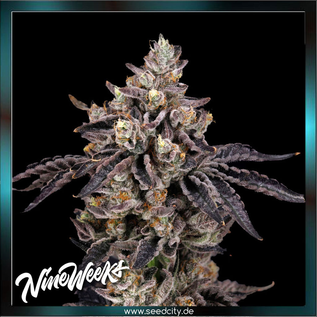 Nine Weeks Harvest - BENS & CHERRY - feminized - Seedcity.de