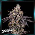 Nine Weeks Harvest - BENS & CHERRY - feminized