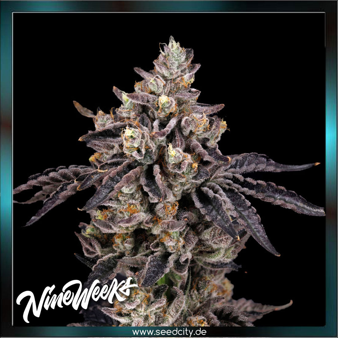 Nine Weeks Harvest - BENS & CHERRY - feminized