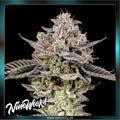 Nine Weeks Harvest - GARY PATRON - feminized
