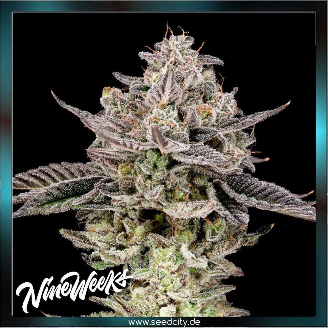 Nine Weeks Harvest - GARY PATRON - feminized