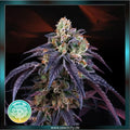 Perfect Tree - LOUKOUM - feminized