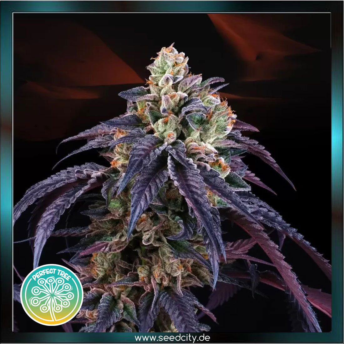 Perfect Tree - LOUKOUM - feminized