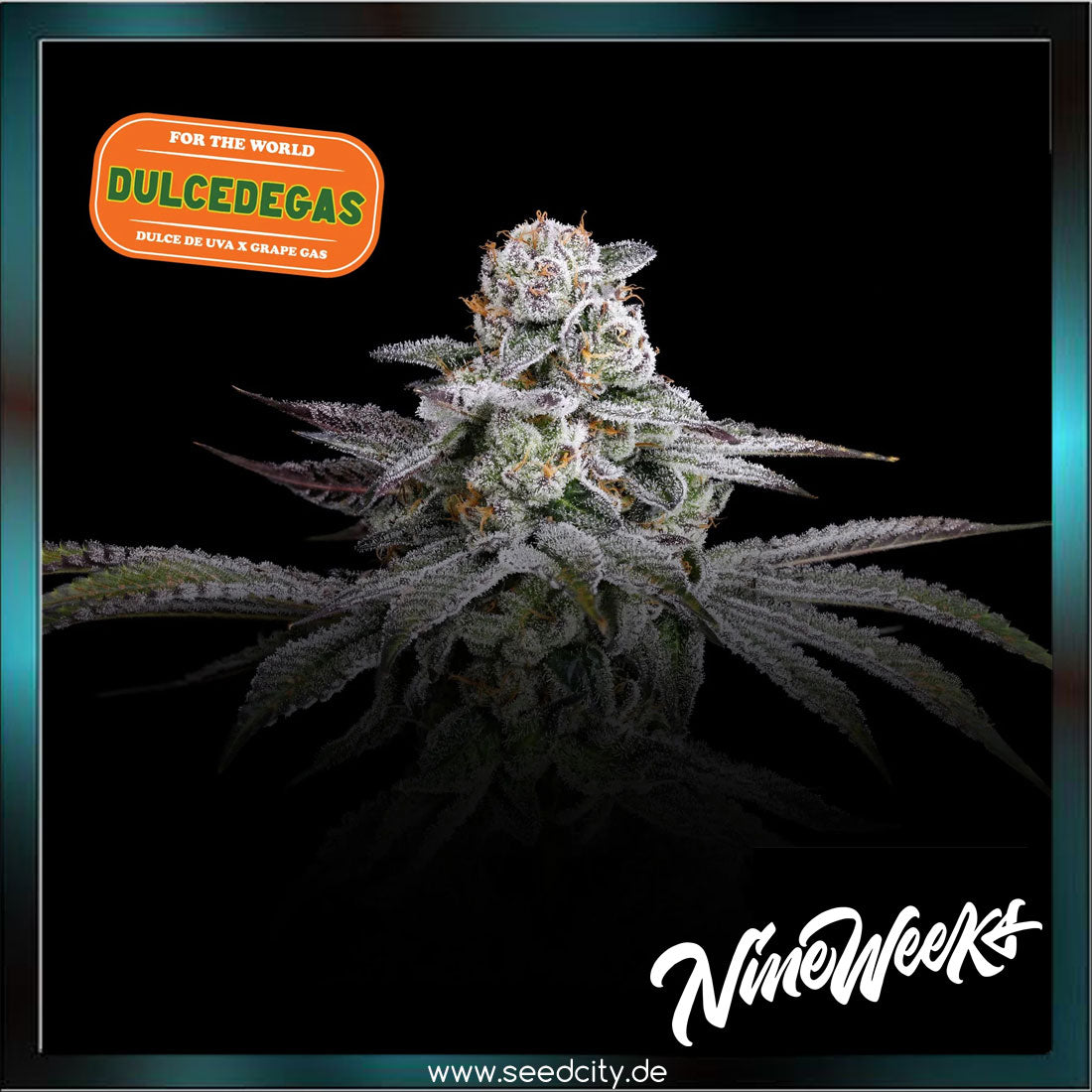 Nine Weeks Harvest - DULCE DE GAS - feminized
