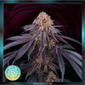 Perfect Tree - CHANTILLY - feminized