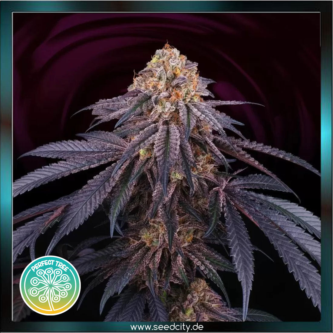 Perfect Tree - CHANTILLY - feminized