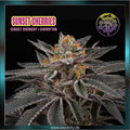 Perfect Tree - SUNSET CHERRIES - feminized