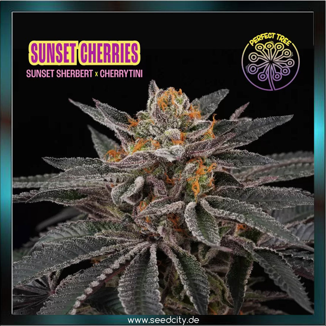 Perfect Tree - SUNSET CHERRIES - feminized