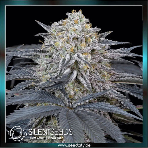 Silent Seeds - WATERMELON RUNTZ - feminized - Seedcity.de