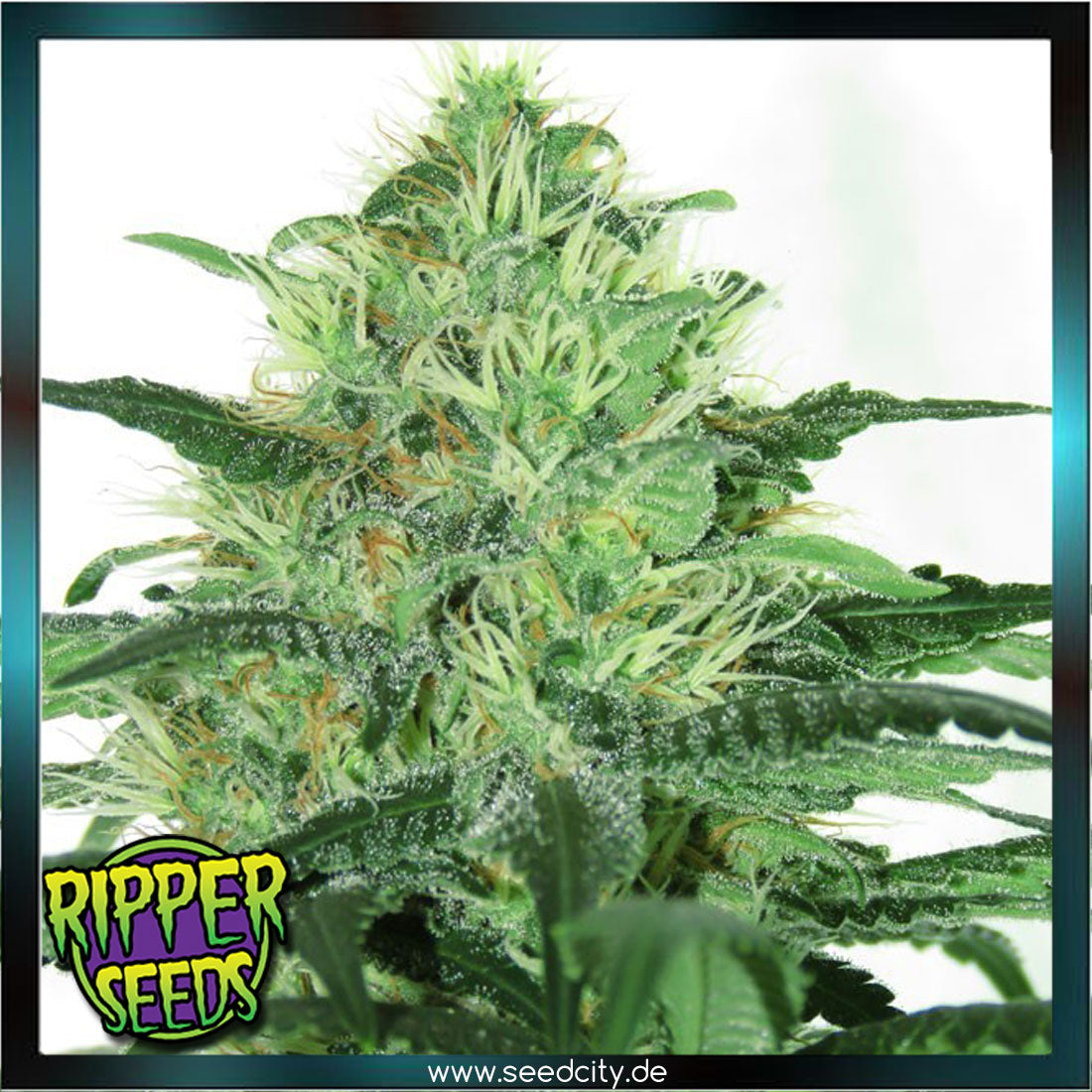 Ripper Seeds - SIDERAL - feminized