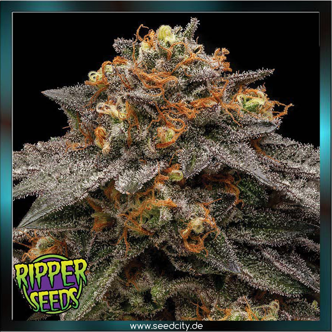 Ripper Seeds - SHIMO - feminized