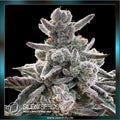 Silent Seeds x Sherbinskis - POLAR GELATO - feminized