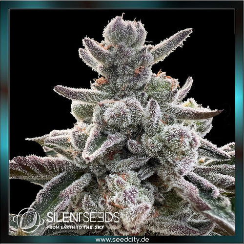 Silent Seeds x Sherbinskis - POLAR GELATO - feminized - Seedcity.de