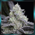 Silent Seeds - LA VANILLA CAKE - feminized