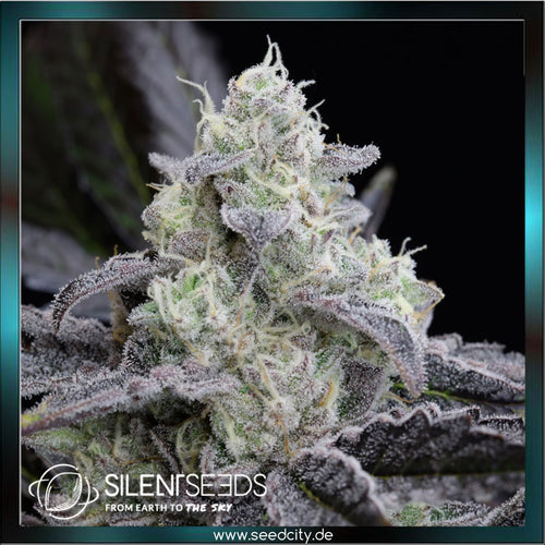 Silent Seeds - LA VANILLA CAKE - feminized - Seedcity.de