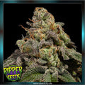 Ripper Seeds - OMG - feminized