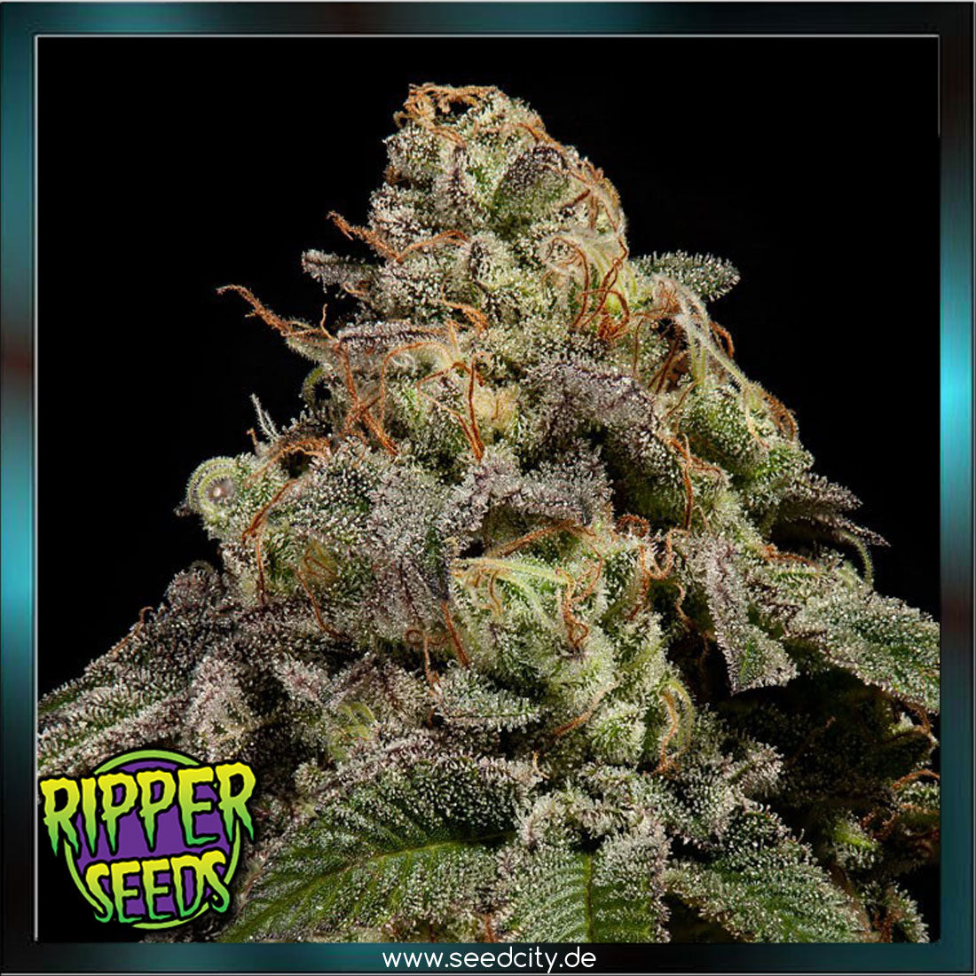 Ripper Seeds - OMG - feminized