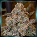 Silent Seeds - GORILLA FROST - feminized