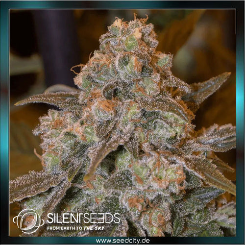Silent Seeds - GORILLA FROST - feminized - Seedcity.de