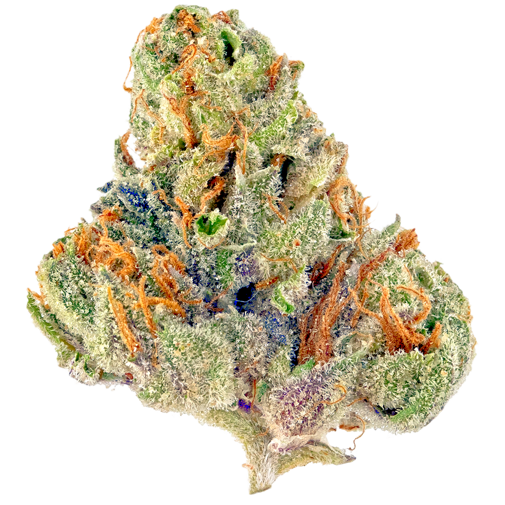 Seedcity Genetics - TAHOE OG - feminized
