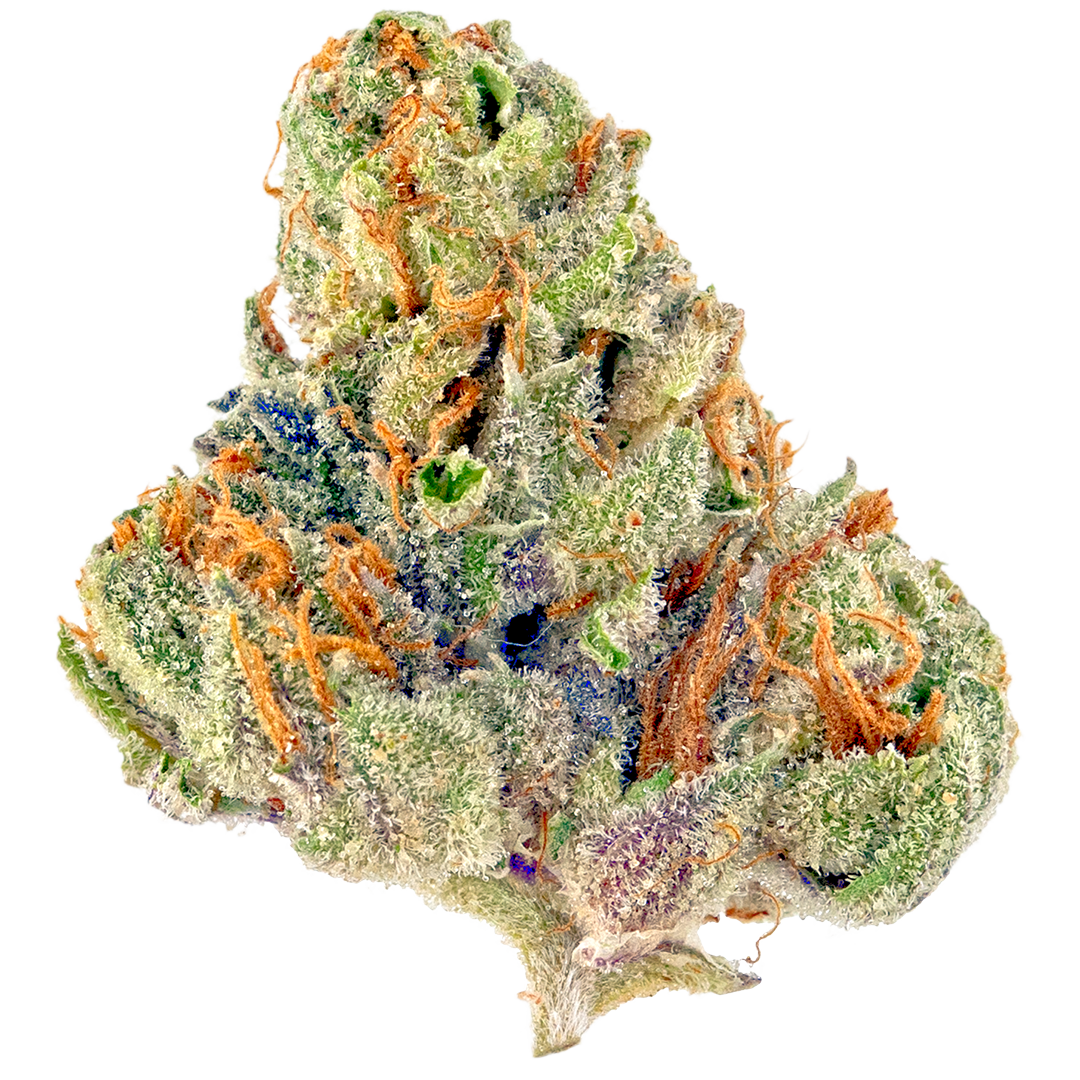 Seedcity Genetics - TAHOE OG - feminized